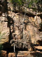 Ficus sp, roots embracing a rock in dry climate area, Mali
