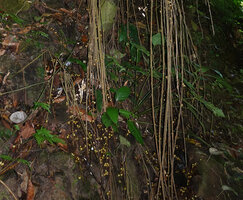 Ficus stolonifera, hanging down branched stems without leaves and bearing the figs close to the fprest floor, Kinabalu NP, Poring, 500 m asl, Sabah, Borneo