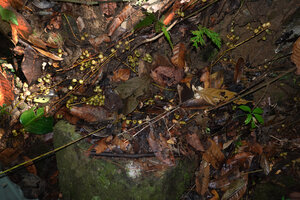 Ficus stolonifera, leafless stems creeping on the forest floor, the figs partly hidden by the dead tree leaves, characteristic of the geocarpic species, Kinabalu NP, Poring, 500 m asl, Sabah, Borneo