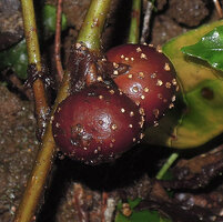 Ficus sublimbata, axillary figs subtended by brown bracts, Rondon ridge, 2000 m asl, Mount Hagen, Papua New Guinea