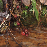 Ficus sublimbata, flagelliform fig bearing leafless shoots just above a forest stream, Rondon ridge, 2000 m asl, Mount Hagen, Papua New Guinea