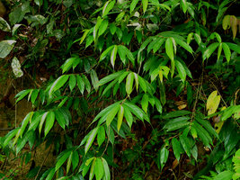 Ficus sur talus Hulu Langat