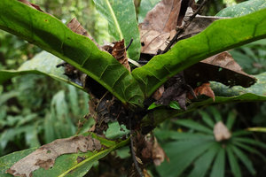 Ficus theophrastoides, humus collecting leaf bases, Tenaru Falls, Guadalcanal, Solomon Islands