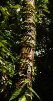 Ficus trichocarpa, the lateral stems grow horizontally, clasping the host tree trunk, fixed by small adventitious roots, Deramakot FR, Sabah, Borneo