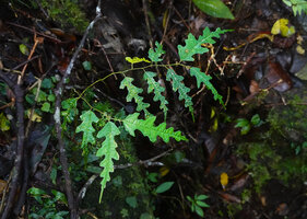 Ficus ulmifolia, juvenile deeply incised leaves in forest understory, Balinsasayao Twin Lakes, Negros Oriental, Philippines