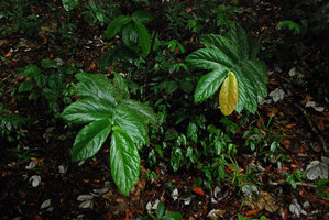 Ficus uncinata on river bank, Brunei, Borneo