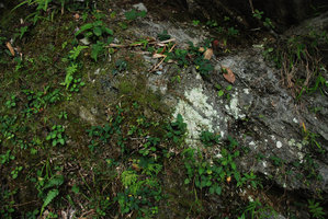 Ficus vaccinifolia on rock, Taroko, Taiwan