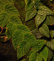 Ficus villosa climbing appressed on the felt