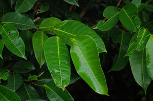 Ficus virgata, asymmetric leaf bases, Okinawa, Japan