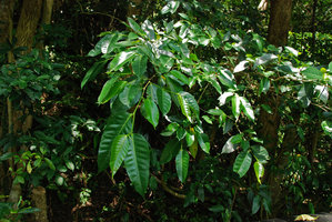 Ficus virgata, plagiotropic branches, Okinawa, Japan