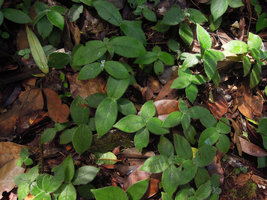 Filetia hirta in forest understory dappled by sunflecks, Fraser&#039;s Hill, Malaysia