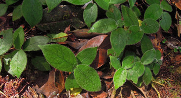 Filetia hirta, transparent hairs acting like optic fibers, Fraser&#039;s Hill, Malaysia