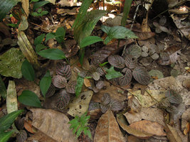Fittonia albivenis, each erect stem with two or three pairs of leaves standing at the same level as litter dead leaves , Inkaterra, Madre de Dios, Peru