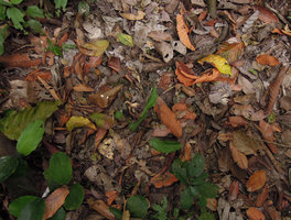 Fittonia albivenis population, cryptic among dead leaves on forest floor, Inkaterra, Madre de Dios, Peru