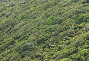 Flag shaped Dicot tree crowns due to anemomorphosis while tree fern Dicksonia squarrosa and Monocots Rhopalostylis sapida and Cordyline australis stay verical, Waipoua, New Zealand