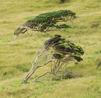 Flag shaped tree crowns due to anemomorphosis, Waipoua, New Zealand