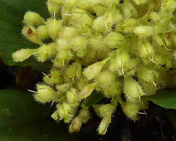 Floscopa robusta, glandular hairy sepals, Calanoa, Leticia, Colombia