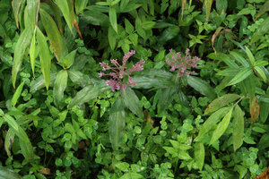 Floscopa scandens growing in the spray of a waterfall, Doi Inthanon NP, 800 m asl, Thailand