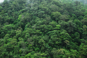 Forest canopy, Phou Hin Poun NBCA, Khammouane, Laos