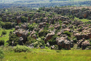 Forest developing between the big boulders due to protection from grazing by animals and seasonal fires, Blyde River Canyon, Mpumalanga, South Africa