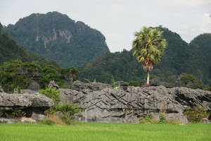 Forest on karst towers and mushroom strctures behind rice fields and Borassus flabellifer, Rammang Rammang, Maros, South Sulawesi