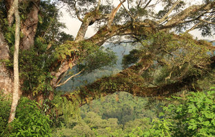 Forest tree abounding in epiphytes, notably Davallia denticulata and Schellolepis (syn. Goniophlebium) subauriculata as well as many Orchids and Bryophytes, Bromo Tengger Semeru NP, Java