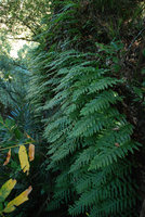 Fern on a vertical rock, Taroko, Taiwan