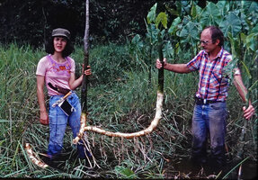 Francis Hallé and Aline Santos excavating the stoloniferous system with dense adventitious roots of Montrichardia arborescens, Kaw, French Guyana, photo by Patrick Blanc, Feb. 1978