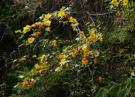 Fremontodendron californicum in full bloom on the patio vertical garden