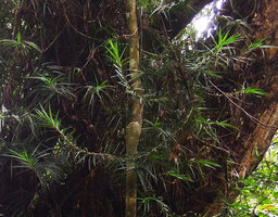Freycinetia angustissima, Varirata NP, close to the type locality, Papua New Guinea