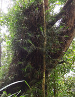 Freycinetia angustissima, Varirata NP, Papua New Guinea