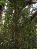 Freycinetia angustissima with many lateral stems detached from the supporting tree trunk, Varirata NP, Papua New Guinea