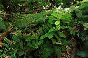 Freycinetia ciliaris, a small climbing species with herbaceous quite fleshy leaves, Danum Valley, Sabah, Borneo