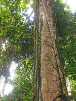 Freycinetia elegantula climbing along a tree trunk, Karawari, Sepik,Papua New Guinea