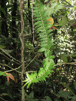 Freycinetia elegantula, hanging stem detached from tree trunk support, Karawari, Sepik,Papua New Guinea
