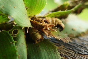 Freycinetia elegantula, inflorescence peduncle scars, Karawari, Sepik, Papua New Guinea
