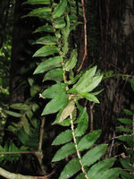 Freycinetia elegantula, inflorescence scars and  relay shoot, Karawari, Sepik,Papua New Guinea