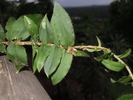 Freycinetia elegantula with inflorescence scars and one relay shoot, Karawari, Sepik,Papua New Guinea