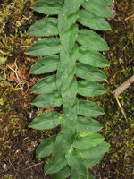 Freycinetia elegantula with two cm long leaves, reaching more than ten meters along tree trunks and retaining these tiny sized leaves, Karawari, Sepik,Papua New Guinea