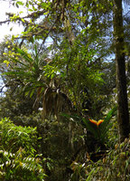 Freycinetia marginata inflorescence, Rondon Ridge, Mount Hagen, Papua New Guinea