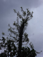 Freycinetia javanica, Cameron Highlands, Malaysia
