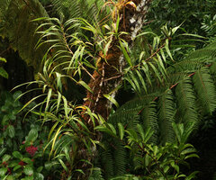 Freycinetia javanica, detached lateral stems, each with a group of three maturing infructescences, Mount Kinabalu, 1600 m asl, Sabah, Borneo