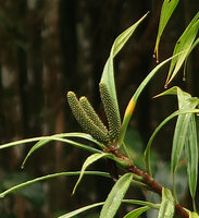 Freycinetia javanica, lateral detached stem ending in three terminal maturing infructescences, Mount Kinabalu, 1600 m asl, Sabah, Borneo
