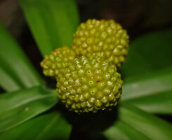 Freycinetia marantifolia, cephalia with congested maturing berries, G. Meja, Manokwari, West Papuaupes