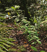 Freycinetia marantifolia, contrary to the climbing species with regular leaf distribution, this erect species exhibits a rythmic growth with successive tiers of leaves, Malagufuk, Sorong, West Papua