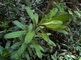 Freycinetia marantifolia, erect leafy stem, Malagufuk, Sorong, West Papua