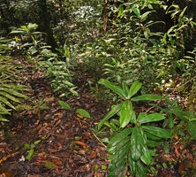 Freycinetia marantifolia, erect stems in forest understory, Malagufuk, Sorong, West Papua