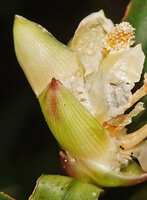 Freycinetia marantifolia, male inflorescence, the subtending whitish fleshy and probably sugary topmost bracts already partly eaten by insects, G. Meja, Manokwari, West Papua