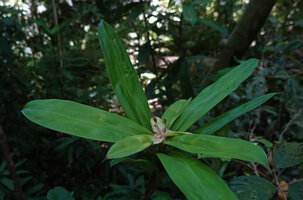 Freycinetia marantifolia, male plant with long stipitate male spikes subtended by whitish bracts, G. Meja, Manokwari, West Papua