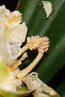Freycinetia marantifolia, male spadices with flowers reduced to anthers, now releasing pollen, G. Meja, Manokwari, West Papua